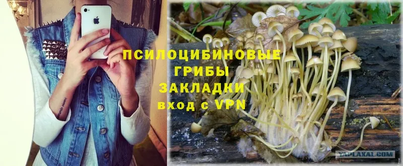 Галлюциногенные грибы Psilocybe  Карталы 